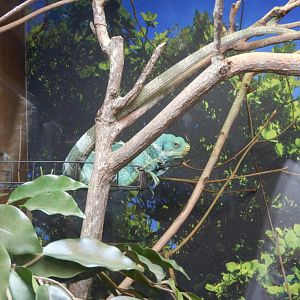 Fijian Crested Iguana