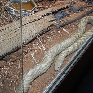 Mulga Snake