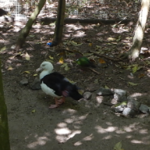 Radjah Shelduck