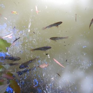 Gudgeon - Likely Snakehead Gudgeon