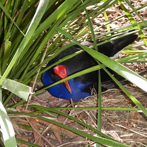 Chips the Purple Swamp Hen