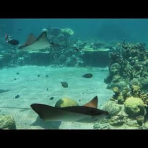 Shark Bay - YouTube