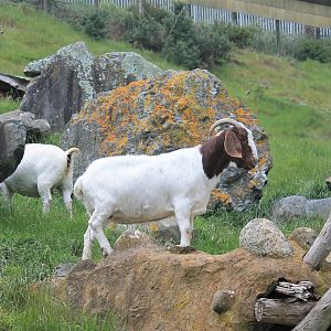 Boer Goat