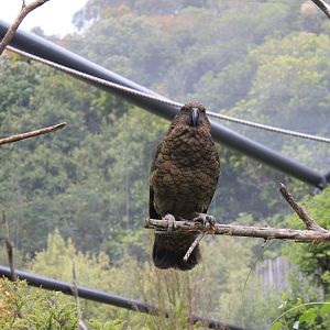 Kea (Nestor notabilis)