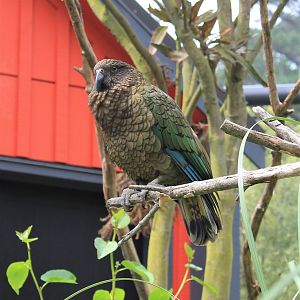 Kea (Nestor notabilis)