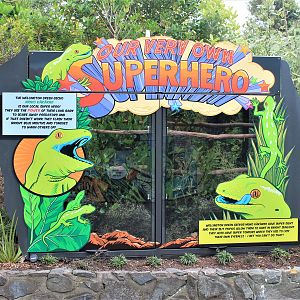 Wellington Green Gecko (Naultinus punctatus) enclosures