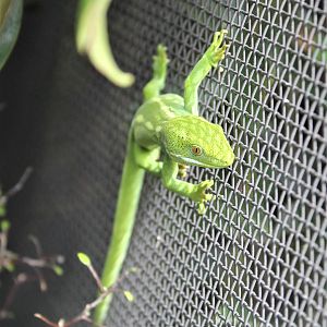 Wellington Green Gecko (Naultinus punctatus)
