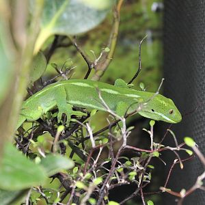 Wellington Green Gecko (Naultinus punctatus)