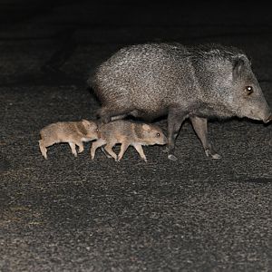 babies in my parking lot