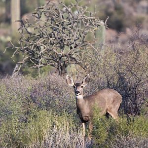 desert mule deer