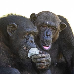 Chimpanzees 'Mary' and 'Sile'