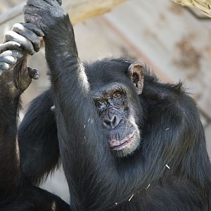 Chimpanzee 'Many'