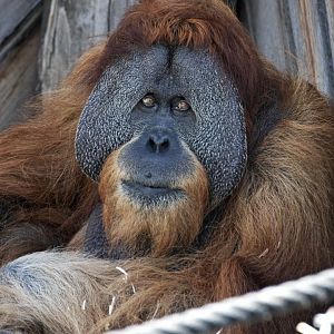 Sumatran orangutan 'Santan'