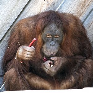 Sumatran orangutan 'Dewi'