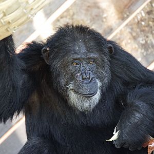 Chimpanzee 'Fritz'