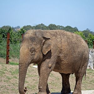 Asian elephant 'Saigon'