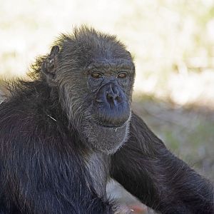 Chimpanzee 'Babsi'