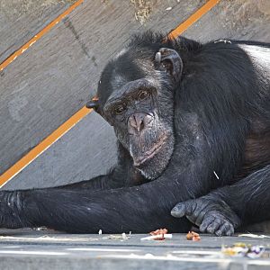 Chimpanzee 'Jerry'