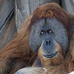 Sumatran orangutan 'Santan'