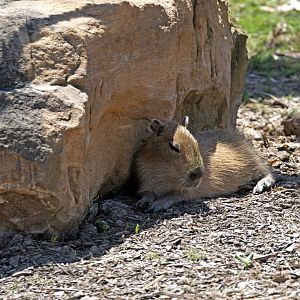 Capybara young
