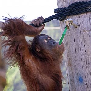 Sumatran orangutan 'Dewi'
