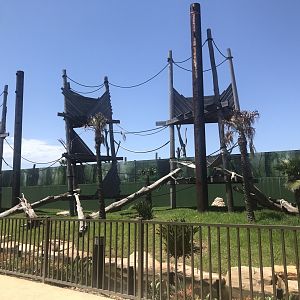 Orangutan outdoor exhbit