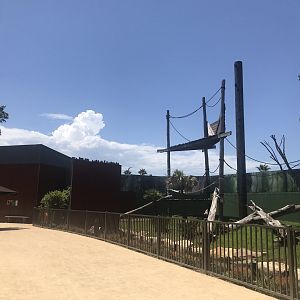 Orangutan outdoor exhibit