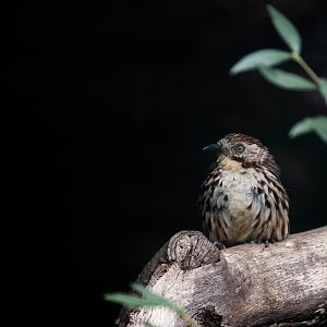 Chinese babax - Pterorhinus lanceolatus