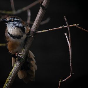 Lesser necklaced laughingthrush - Garrulax monileger