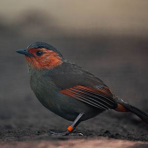 Scarlet-faced liocichla - Liocichla ripponi