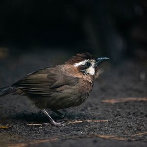 White-browed laughingthrush - Pterorhinus sannio