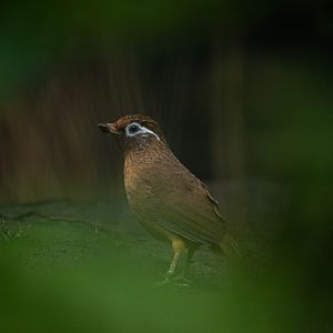 Chinese hwamei - Garrulax canorus