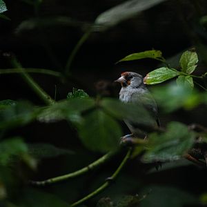 Grey-headed goldfinch - Carduelis carduelis caniceps