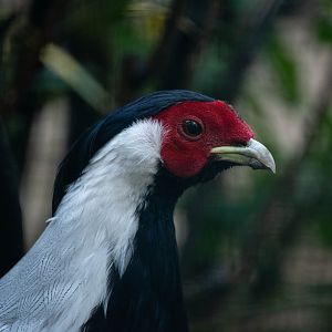 Berlioz silver pheasant - Lophura nycthemera berliozi