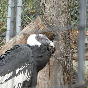 Andean Condor