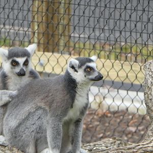 New Madagascar Exhibit - Ring-tailed Lemurs