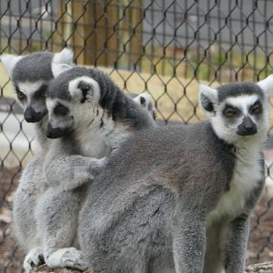 New Madagascar Exhibit - Ring-tailed Lemurs