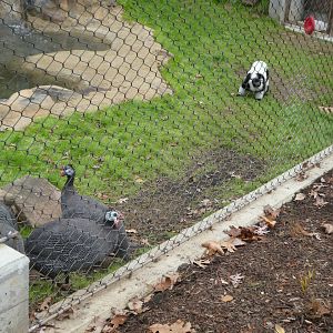 New Madagascar Exhibit - Ruffed Lemur Barking at Guineafowl