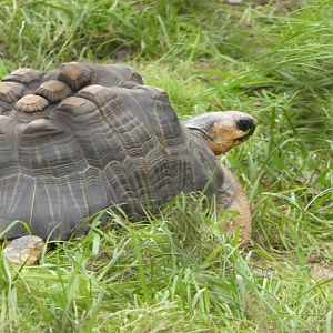 New Madagascar Exhibit - Radiated Tortoise