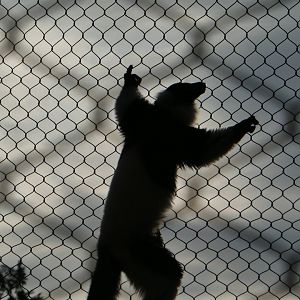 New Madagascar Exhibit - Black-and-white Ruffed Lemur