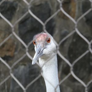 Sandhill Crane