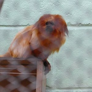 Golden Lion Tamarin