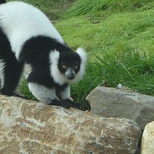 New Madagascar Exhibit - Black-and-white Ruffed Lemur
