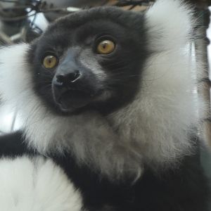 New Madagascar Exhibit - Black-and-white Ruffed Lemur