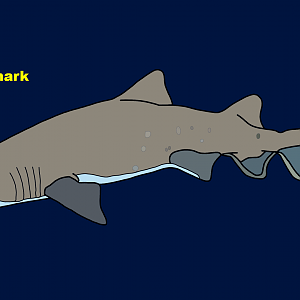 Sand tiger shark (Carcharias taurus)