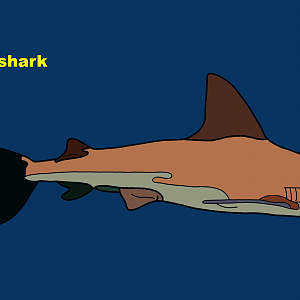 Sandbar shark (Carcharhinus plumbeus)