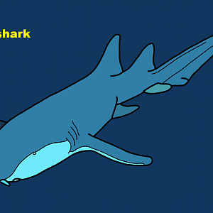 Nurse shark (Ginglymostoma cirratum)