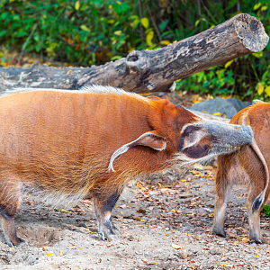 Tisa the female Red River Hog and one of her son