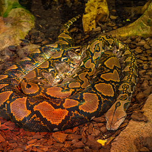 Fifi the female Reticulated Python
