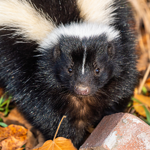 Wild Striped Skunk